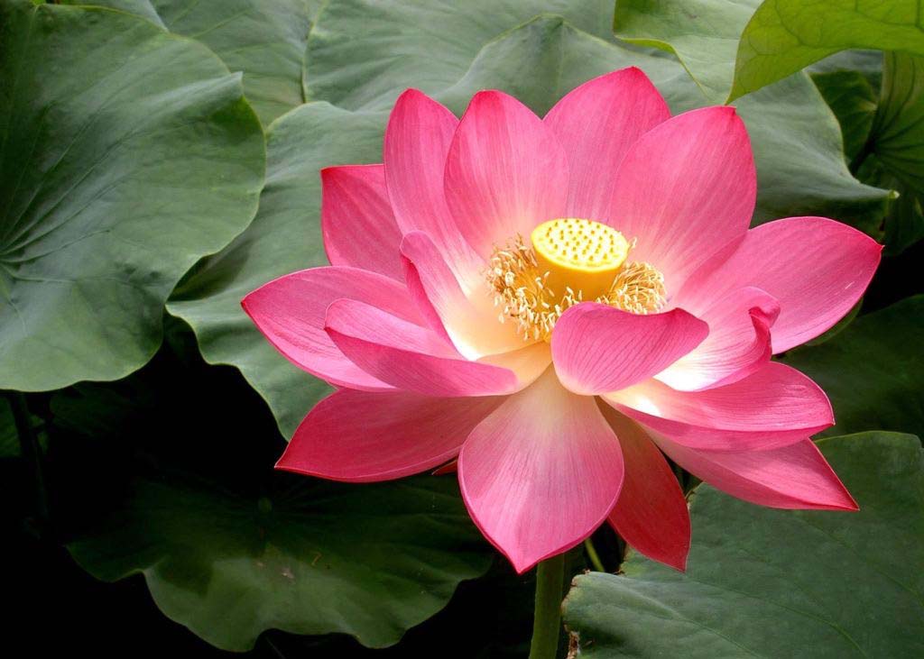 Image for article Cultivando durante a promoção do Shen Yun