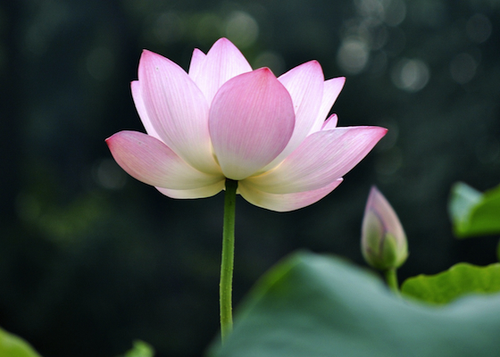 Image for article Falun Dafa salva paciente com câncer terminal à beira da morte