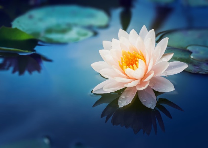 Image for article ​A alegria e a felicidade de praticar o Falun Dafa
