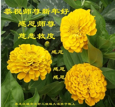 Image for article Os praticantes do Falun Dafa das áreas rurais desejam respeitosamente ao Mestre Li Hongzhi um Feliz Ano Novo (21 saudações)
