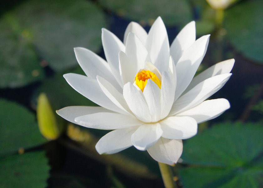 Image for article O Falun Dafa milagrosamente renovou o meu corpo