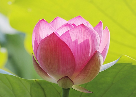 Image for article Nossas rápidas recuperações fortalecem nossa fé no Falun Dafa