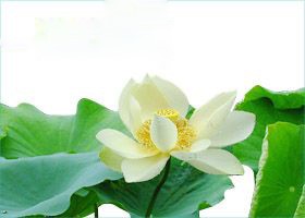 Image for article Fahui da Argentina | Finalmente encontrei o que procurava: O Falun Dafa