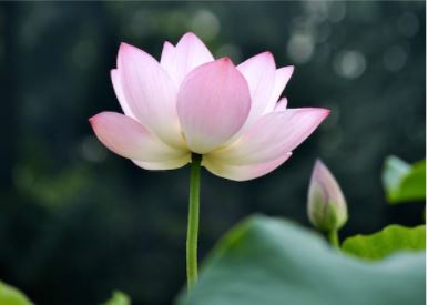 Image for article Experiências milagrosas ao praticar o Falun Dafa