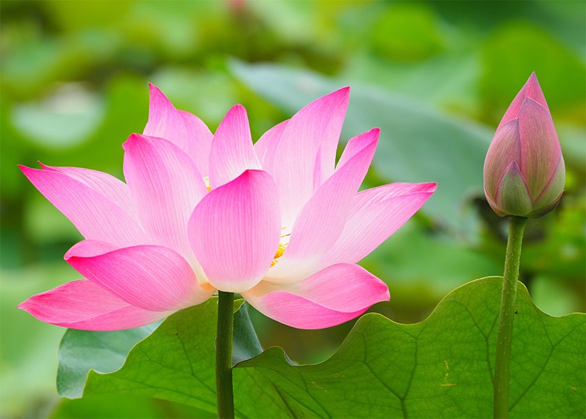 Image for article ​[Celebração do Dia Mundial do Falun Dafa] Perseverei na minha fé