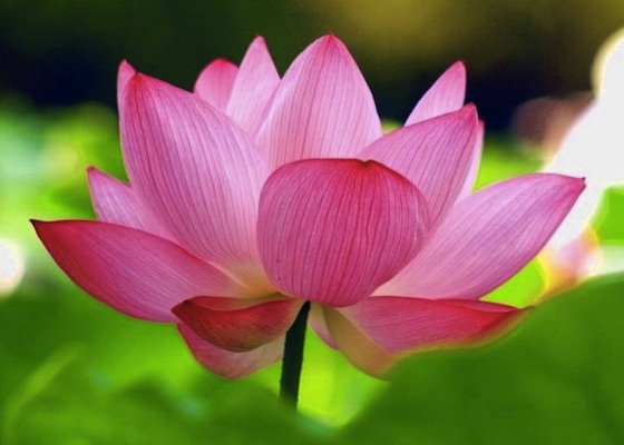 Image for article Participe do Fahui da China e seja uma flor de lótus na lagoa celestial
