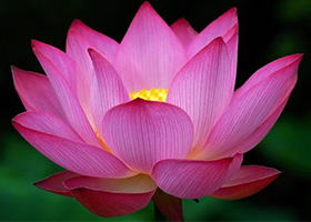 Image for article ​Deixando o ego de lado: Auxiliando no envio de artigos para o Dia Mundial do Falun Dafa