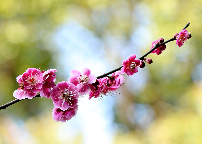 Image for article ​Minha irmã sinceramente recitou: “Falun Dafa é bom” e seu tumor no fígado desapareceu