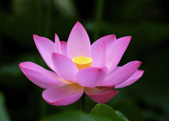 Image for article ​O Mestre está comigo quando falo com as pessoas sobre o Falun Dafa