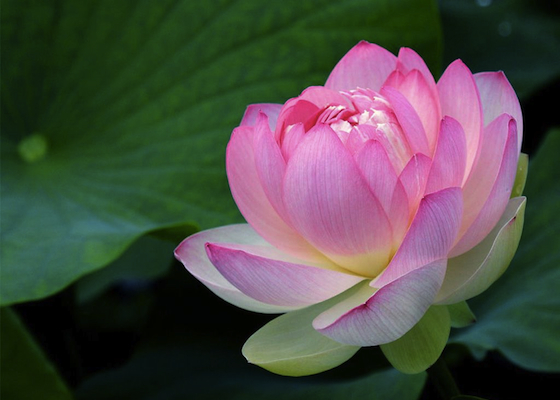 Image for article Quando somos bons, os outros acreditam que o Falun Dafa é bom