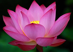 Image for article ​A importância de fazer os exercícios do Falun Dafa corretamente