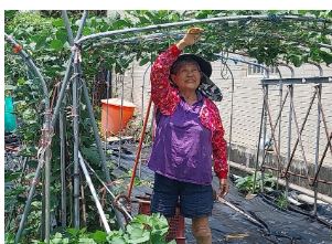 Image for article ​Uma agricultora valida a compaixão e a maravilha do Dafa