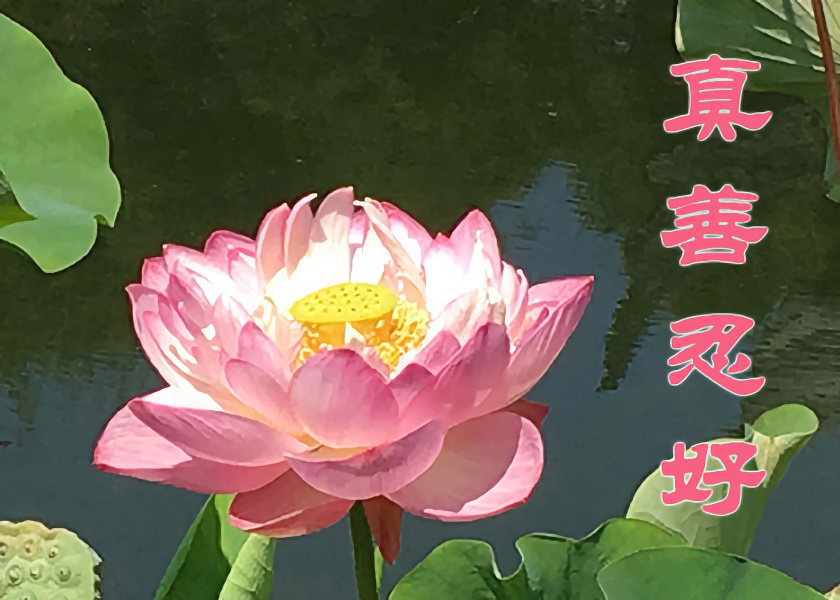 Image for article ​Relembrar os anos em que flores magníficas floresceram na China