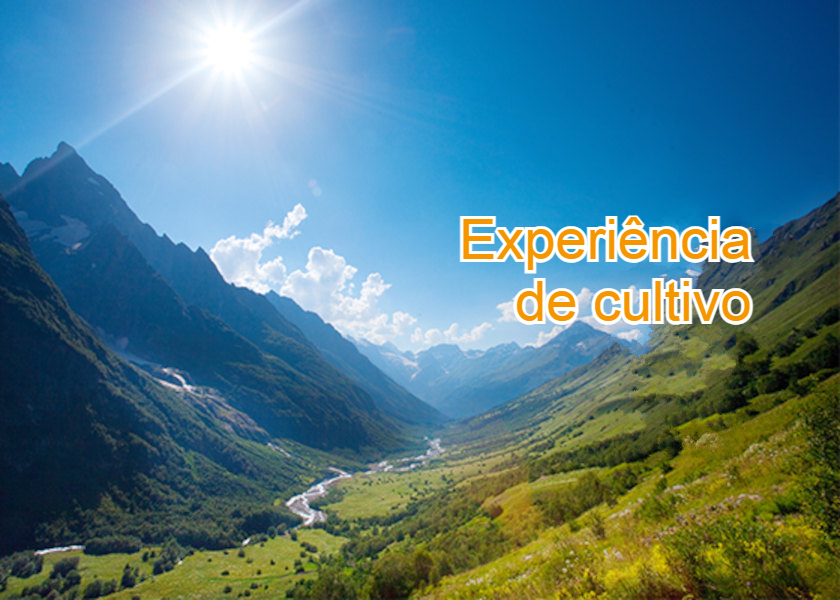 Image for article Praticante alemã: Poder praticar Falun Dafa é uma bênção imensa