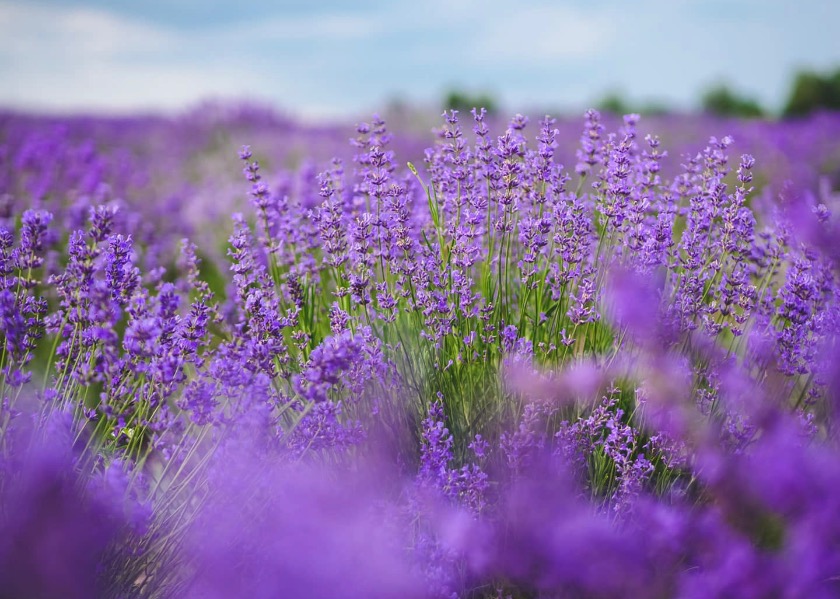 Image for article Nosso ambiente de cultivo muda quando seguimos os padrões do Falun Dafa