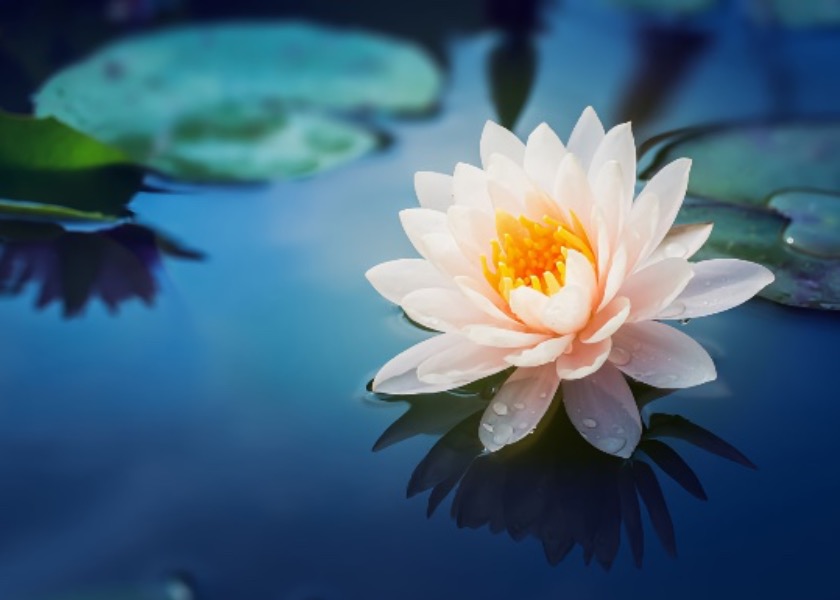 Image for article Minha felicidade vem da prática do Falun Dafa